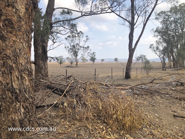 parched brown paddocks, dead branches in the Australian outback