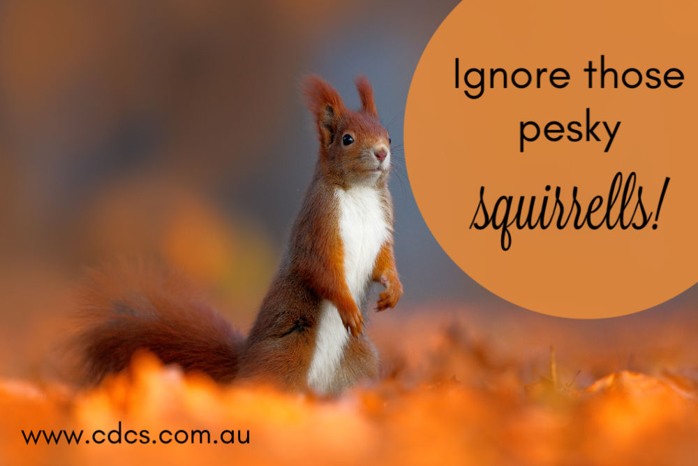 Red squirrel in autumn with text "Ignore those pesky squirrels!"